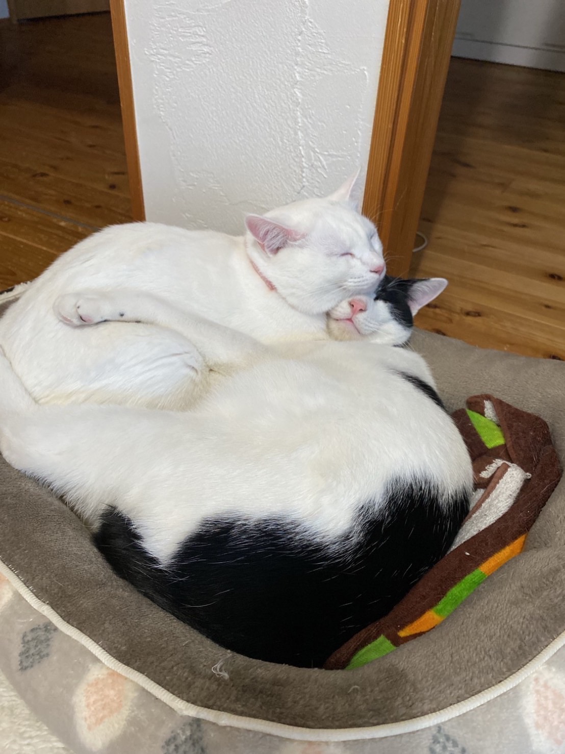 ED0DB7DD-6B07-495E-9BFB-2D2B92968226